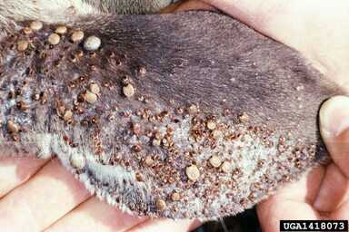Ticks - Mat Pound, USDA Agricultural Research Service, Bugwood.org