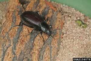 Ground Beetle by Joseph Berger, Bugwood.org