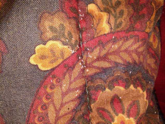 jh bed bug eggs on pillow case