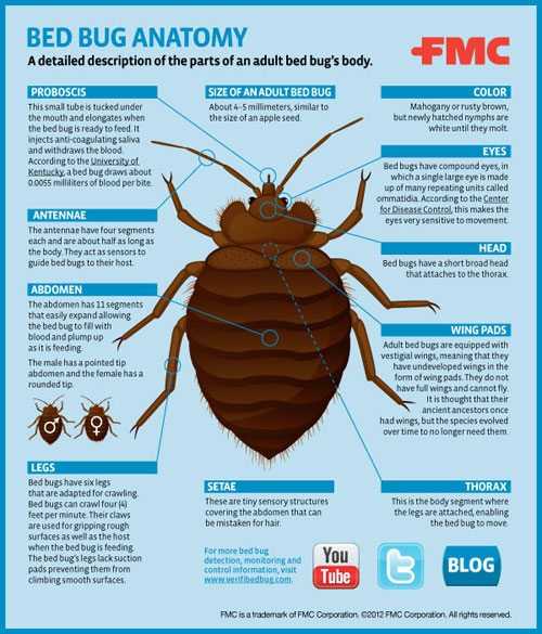 Bed Bug Size Chart