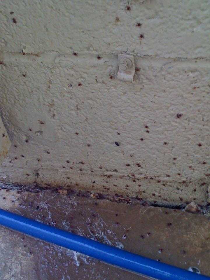 Ticks during a Tick Treatment Phoenix AZ